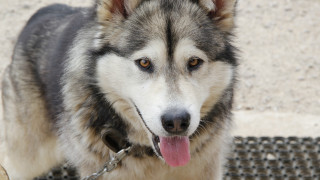 Dog chain shiba inu tongue - a chain free wallpaper