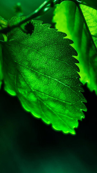 Green leaf branch blurry background 2 - a macro photograph free wallpaper for mobile