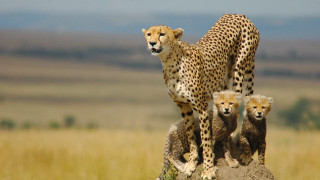 Mother cheetah cubs rock mountain - charlotte nasmyth free wallpaper