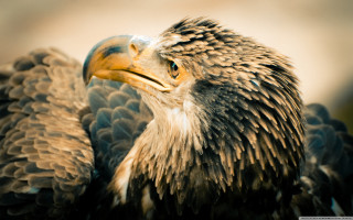 Bird of prey close up - prey free wallpaper