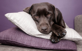 Dog pillow couch purple wall - a pillow free wallpaper