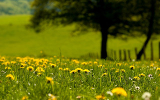 Flower field bush tree fence - in the background free wallpaper for desktop