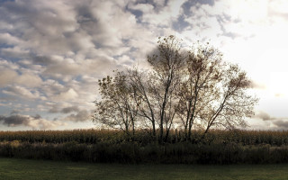 Lone tree cloudy sky panorama - chris friel free wallpaper