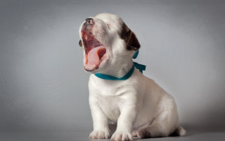 Small white dog yawning blue - his mouth open free wallpaper