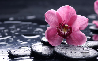 Pink flower rocks water droplets - rock next free wallpaper