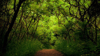 Dirt path forest trees sunlight - a dirt path free wallpaper