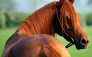 Brown horse bridle field trees - its head in free wallpaper