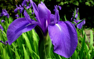 Purple flower field bushes macro - a few bush free wallpaper