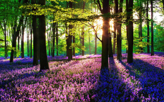 Purple flowers forest sunlight impressionist - purple flower and trees free wallpaper