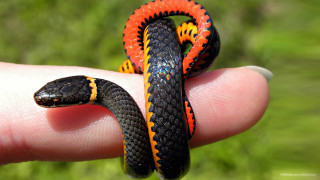 Orange black cobra finger grass - snake free wallpaper