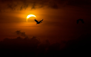 Bird sunset cloudy sky matte - a sun free wallpaper for desktop