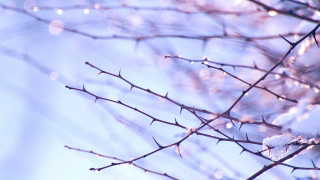 Snowy branch blue sky water - sharp high detail free wallpaper