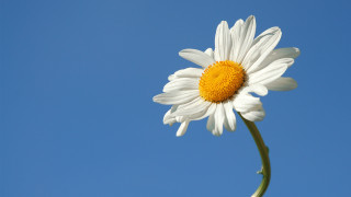 White daisy blue sky flower - thin free wallpaper for desktop
