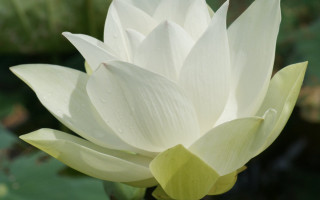 White flower green leaves blurry - simple form free wallpaper