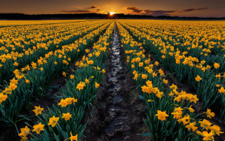 Yellow flower sunset clouds autumn - derold page free wallpaper