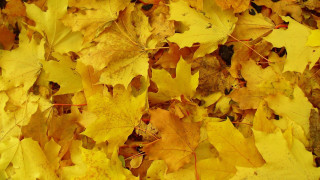 Yellow leaves black cat autumn 2 - postminimalism free wallpaper