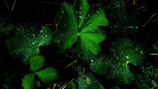 Green plant water droplets macro 15 - a green plant free wallpaper