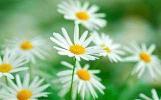 White flowers field bokeh daisy - yellow center free wallpaper