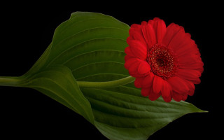 Red flower green leaf photorealism - photorealistic imagery free wallpaper for desktop