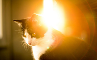 Cat sunlit lens flare rayonism - len free wallpaper