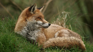 Fox laying grass closed eyes - a fox free wallpaper