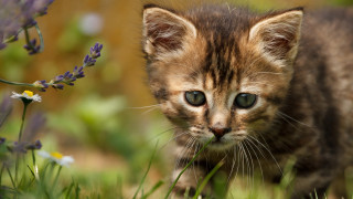 Small kitten field grass flowers - a field of grass free wallpaper