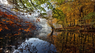 Autumn lake trees sky leaves - a sky in the background free wallpaper
