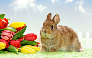 Rabbit flowers green fence furry - a green surface free wallpaper