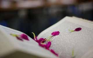 Book flower open love romance - academic free wallpaper for desktop