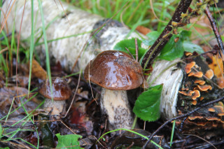 Mushrooms woodland ecological art decay - a group of mushrooms free wallpaper
