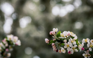 Flower branch bloom bokeh green - claire dalby free wallpaper for desktop