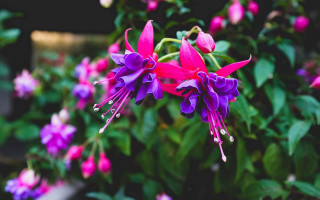 Purple flower garden bokeh blurry 2 - a garden area free wallpaper