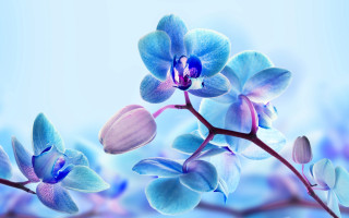 Blue flower purple petals branch - gradient light blue free wallpaper
