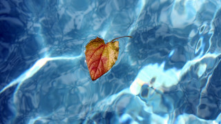 Leaf floating water blue reflection - the surface free wallpaper