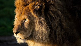 Lion closeup eye wildlife naturalism - ahead free wallpaper