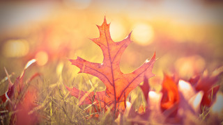 Leaf grass autumn fire wings - shining free wallpaper