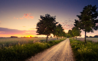 Dirt road trees sunset field - tall grass free wallpaper