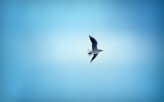 Bird flying blue sky white - a blue background free wallpaper
