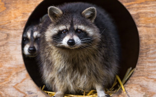 Raccoons peering out hole straw - a hole free wallpaper