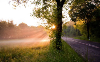 Foggy field sunshine tree road - radiant free wallpaper for desktop