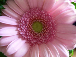 Pink flower green center leaves - op art free wallpaper