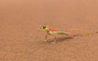 Small lizard desert sand photorealism - a small lizard free wallpaper
