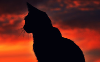 Cat silhouette red sky gothic - dark background free wallpaper for desktop
