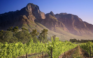 Vineyard mountains blue sky tiltshift - vine free wallpaper
