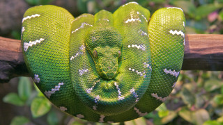 Green snake curled branch blurry - a green snake free wallpaper
