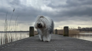 Shaggy dog dock water cloudy - flemish free wallpaper
