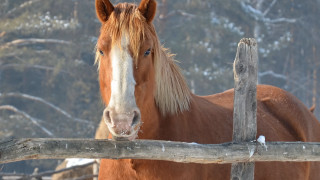 Horse fence snow trees forest - in the snow free wallpaper