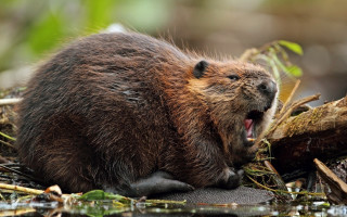 Beaver yawning woods outdoors realistic - its mouth open free wallpaper