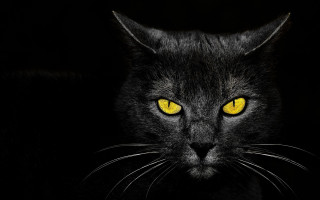 Black cat yellow eyes gothic 22 - a black cat free wallpaper
