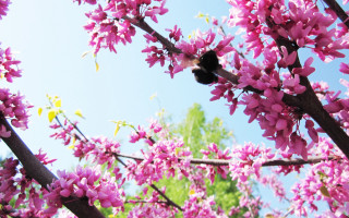 Bee pink flower branch blue 2 - a few green leaf free wallpaper for desktop